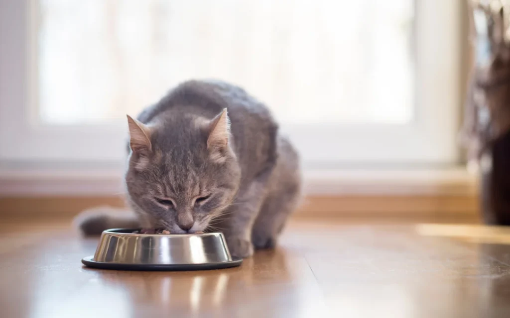 Senior cat eating prescription kidney diet food