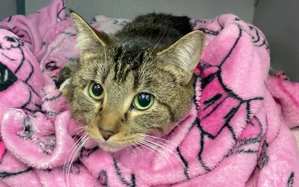 Special needs cat comfortably resting in a cozy environment