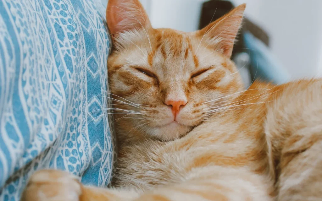Tabby cat purring with eyes half closed in contentment