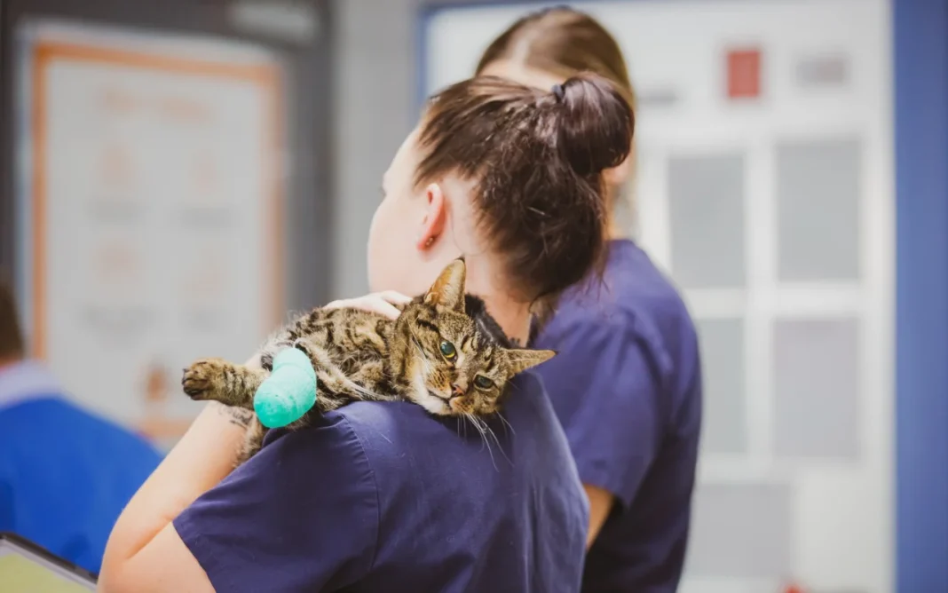 Understanding Cat Kidney Disease- A Vet’s Guide to Signs & Treatment