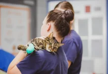 Understanding Cat Kidney Disease: A Vet’s Guide to Signs & Treatment Understanding Cat Kidney Disease- A Vet’s Guide to Signs & Treatment