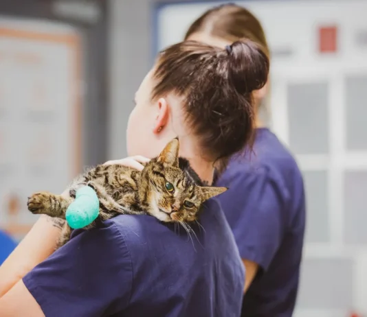 Understanding Cat Kidney Disease: A Vet’s Guide to Signs & Treatment Understanding Cat Kidney Disease- A Vet’s Guide to Signs & Treatment