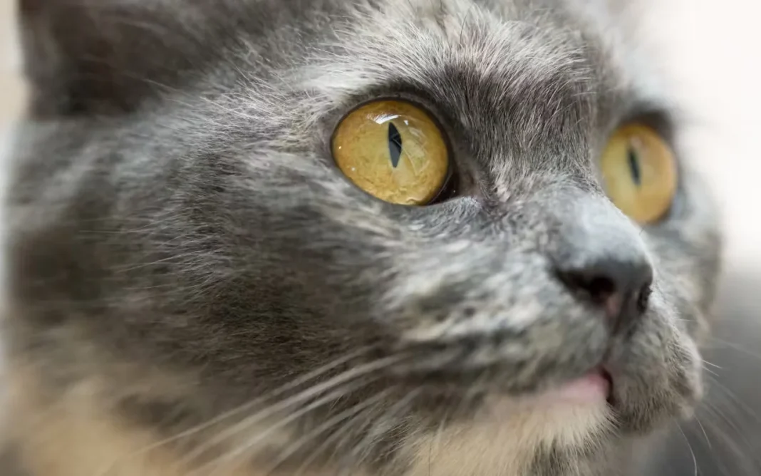 Understanding Cat Staring- Causes, Meanings & Vet Insights