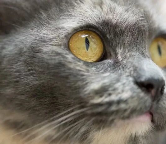Understanding Cat Staring: Causes, Meanings & Vet Insights Understanding Cat Staring- Causes, Meanings & Vet Insights