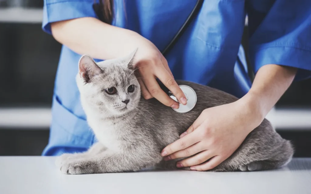 Veterinarian checking a cat for urinary issues