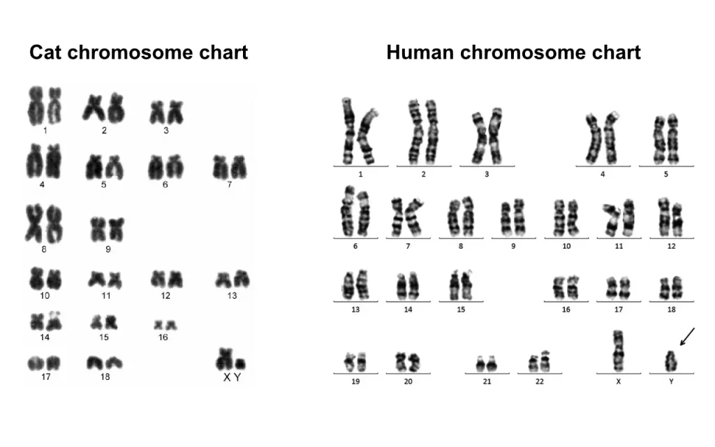 Visual comparison showing humans have 23 chromosome pairs, cats have 19