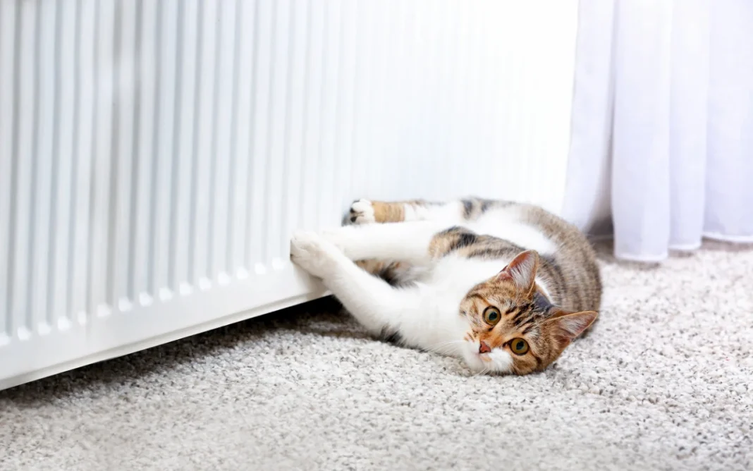 Why Cats Get the Zoomies & When It Could Be a Problem (Vet Reviewed)