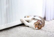 Why Cats Get the Zoomies & When It Could Be a Problem (Vet Reviewed) Why Cats Get the Zoomies & When It Could Be a Problem (Vet Reviewed)