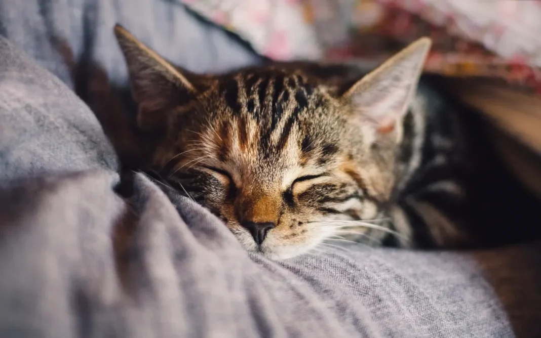 Why Do Cats Purr? Explained by a Vet