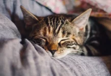 Why Do Cats Purr? Explained by a Vet Why Do Cats Purr? Explained by a Vet