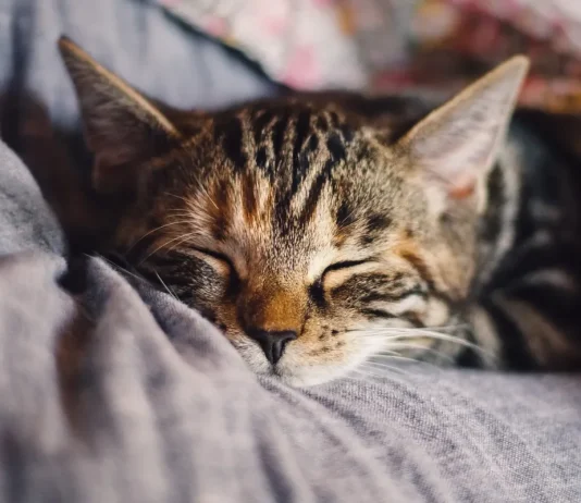 Why Do Cats Purr? Explained by a Vet Why Do Cats Purr? Explained by a Vet