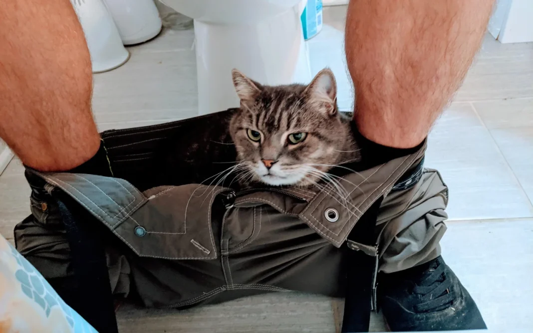 Why Does My Cat Follow Me to the Bathroom? Our Vet Explains