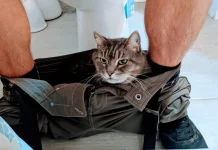 Why Does My Cat Follow Me to the Bathroom? 8 Vet-Reviewed Reasons Why Does My Cat Follow Me to the Bathroom? Our Vet Explains