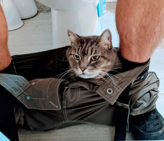 Why Does My Cat Follow Me to the Bathroom? 8 Vet-Reviewed Reasons Why Does My Cat Follow Me to the Bathroom? Our Vet Explains