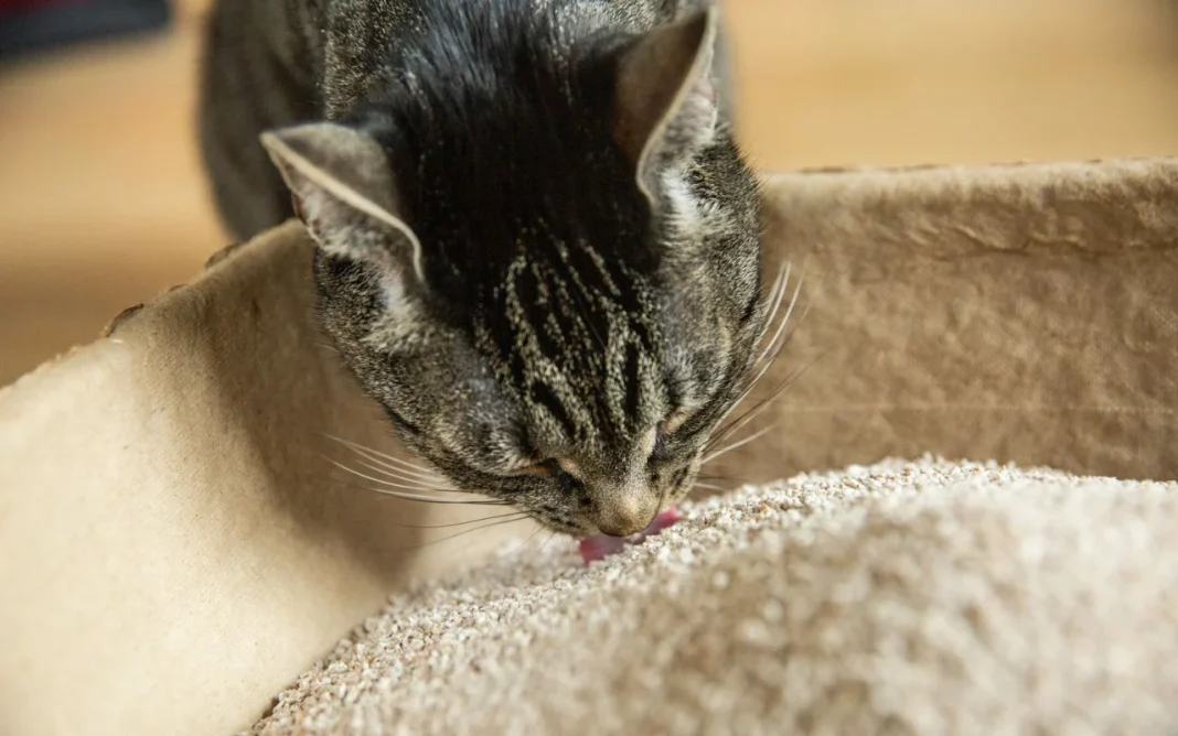 Why Is My Cat Eating Cat Litter? 10 Vet-Reviewed Reasons