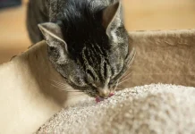 Why Cats Eat Litter: 10 Common Causes & When to Worry (Vet Reviewed) Why Is My Cat Eating Cat Litter? 10 Vet-Reviewed Reasons
