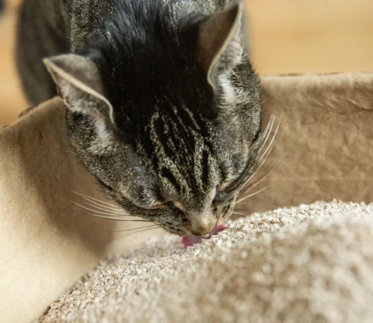 Why Cats Eat Litter: 10 Common Causes & When to Worry (Vet Reviewed) Why Is My Cat Eating Cat Litter? 10 Vet-Reviewed Reasons