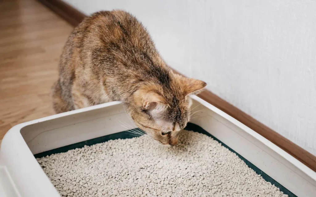 cat exploring litter box with interest