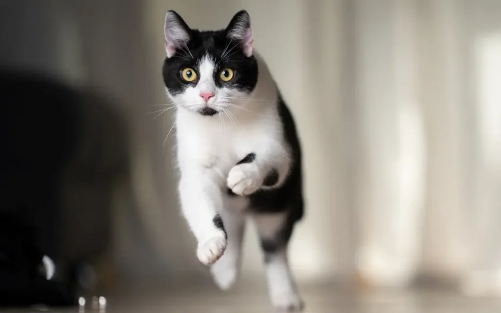 cat running with startled expression