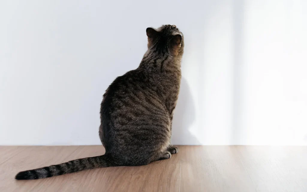 cat staring blankly at the wall