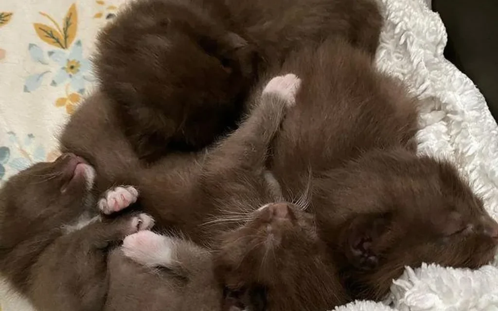 A pile of four adorable, sleeping kittens, all with a rare, beautiful chocolate brown coat.