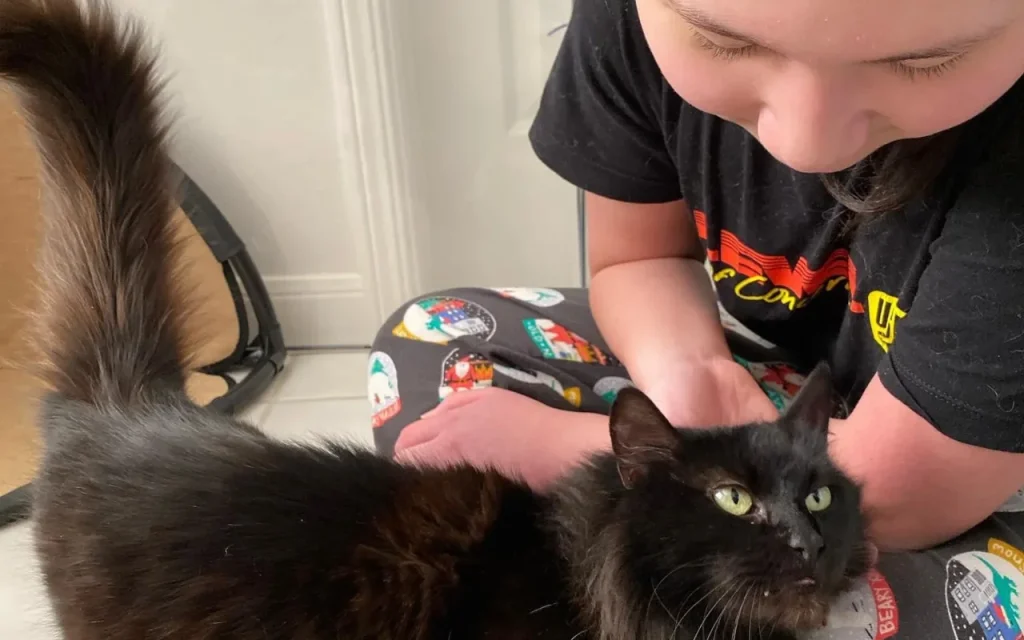 Affectionate long-haired black cat, Mars, looking up at her foster mom with trust.