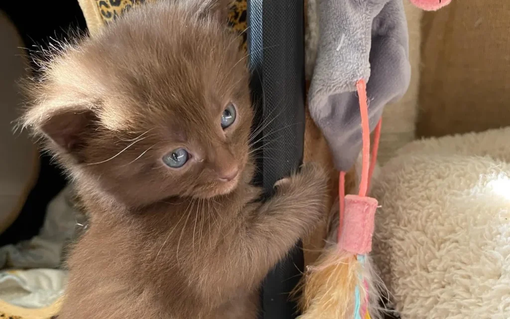 A playful chocolate brown kitten with blue eyes batting at a colorful cat toy.