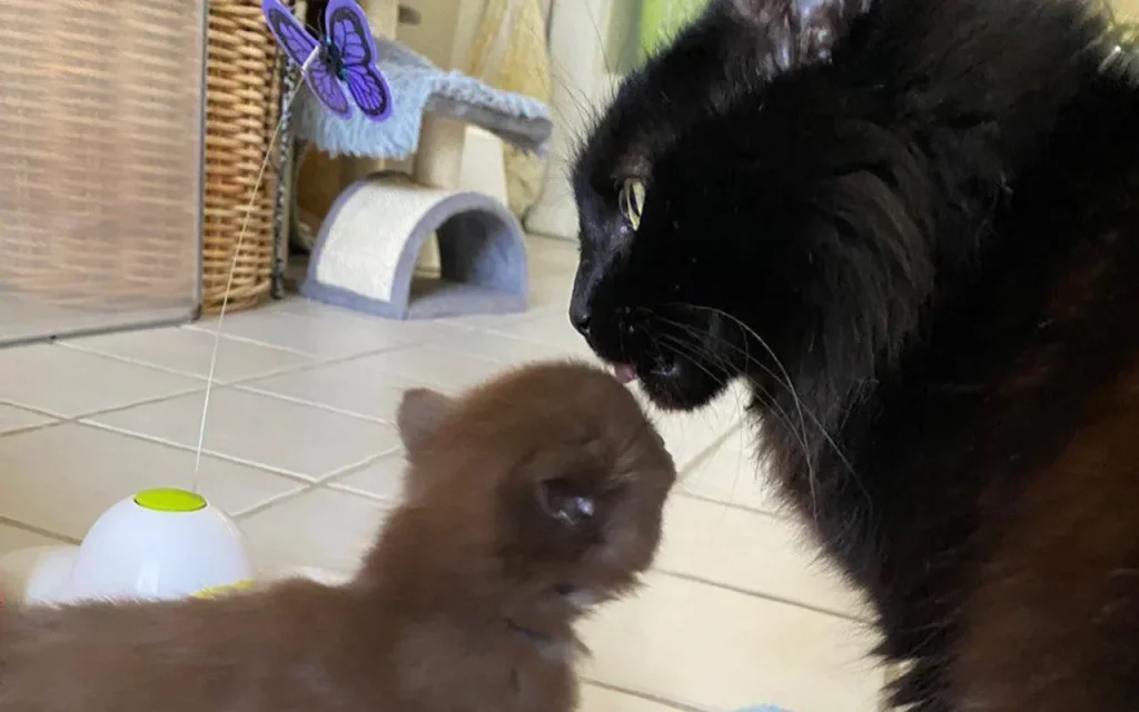 Attentive black mother cat, Mars, looking at one of her rare brown kittens with love.