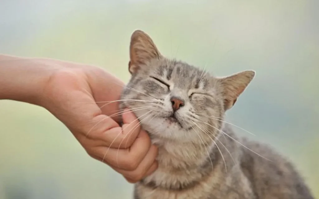 Cat owner affectionately petting a happy cat after it trilled, showing a positive human-animal bond