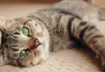 Feline Trills & Chirrups: A Vet’s Guide to This Sweet Cat Sound Feline Trills & Chirrups- A Vet's Guide to This Sweet Cat Sound