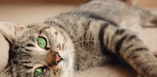 Feline Trills & Chirrups: A Vet’s Guide to This Sweet Cat Sound Feline Trills & Chirrups- A Vet's Guide to This Sweet Cat Sound