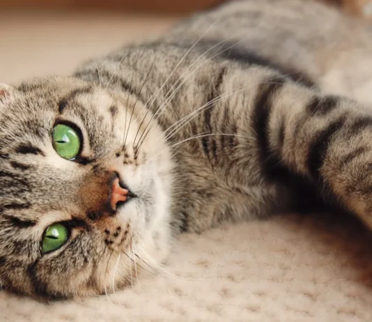 Feline Trills & Chirrups: A Vet’s Guide to This Sweet Cat Sound Feline Trills & Chirrups- A Vet's Guide to This Sweet Cat Sound