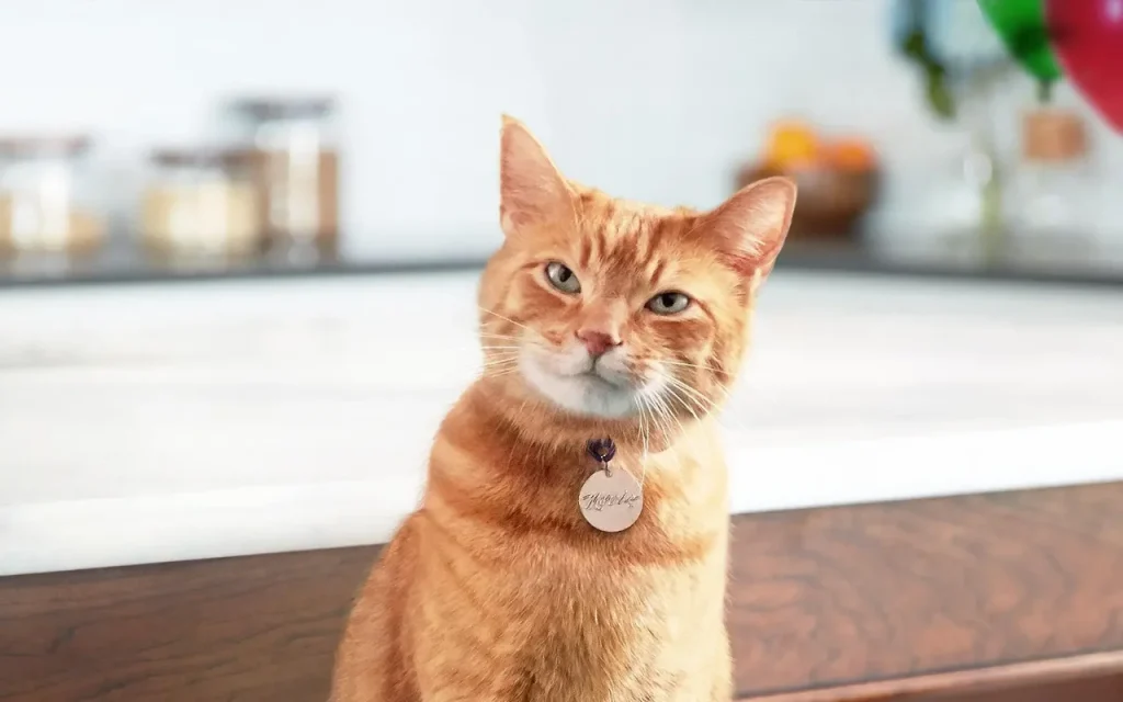 Friendly cat looking alert and trilling with a soft, welcoming expression