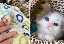 He Was Going Through His Toughest Fight. Then a Lone Survivor Kitten Showed Up and Changed Everything