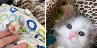 He Was Going Through His Toughest Fight. Then a Lone Survivor Kitten Showed Up and Changed Everything