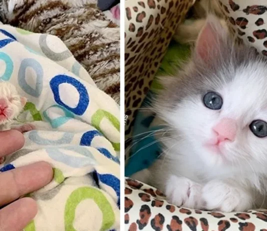 He Was Going Through His Toughest Fight. Then a Lone Survivor Kitten Showed Up and Changed Everything