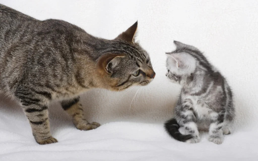 Mother cat lovingly interacting with her young kittens, illustrating maternal trilling communication.