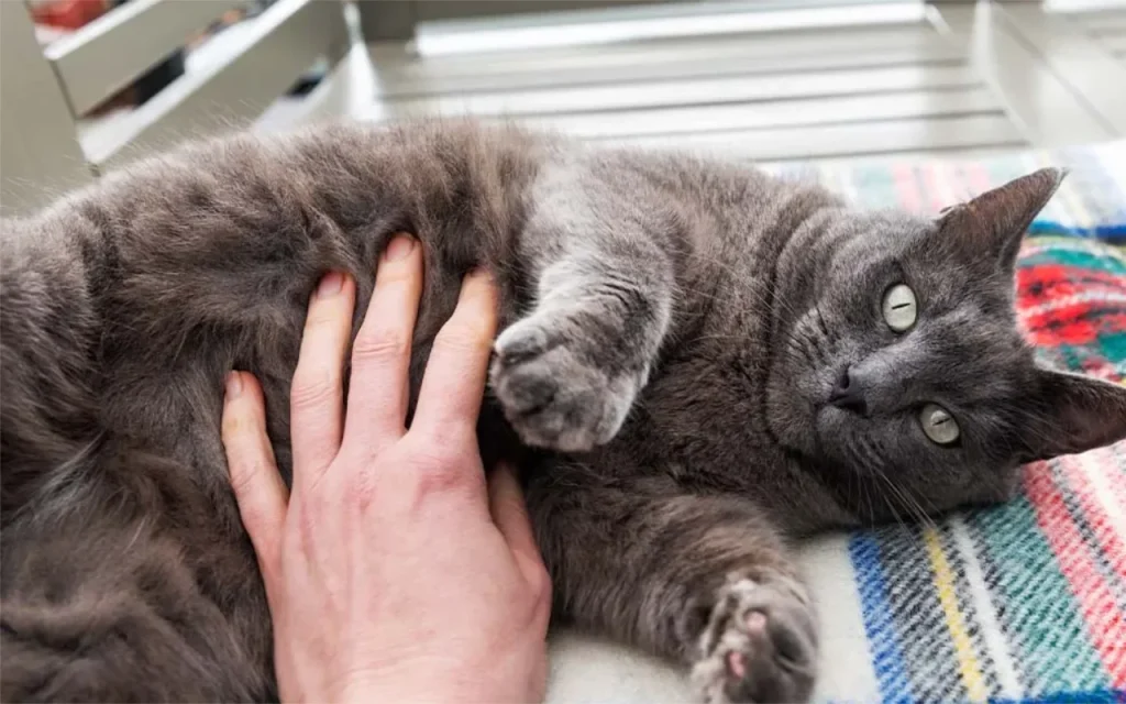 Owner gently petting a very relaxed cat's belly with the cat showing clear signs of enjoyment