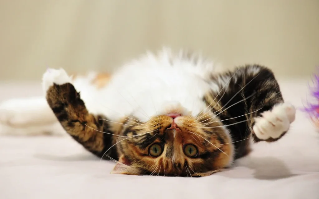 Playful calico cat on its back with paws up, ready to bat at a toy, showing its belly but looking alert