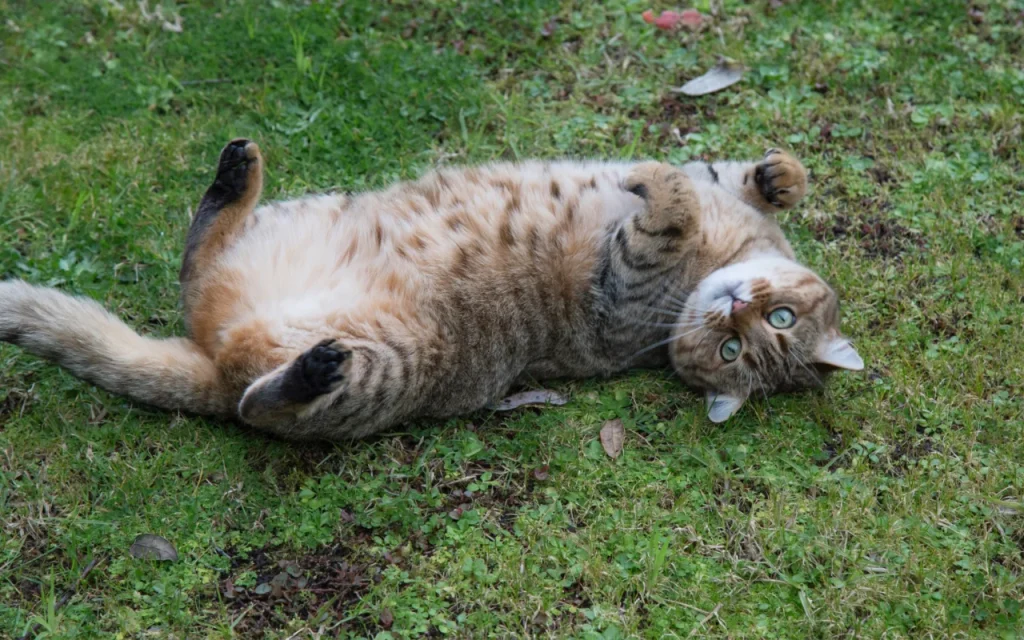 Relaxed cat lying on its back showing its fluffy belly, looking trusting and content