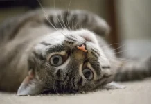 Cat Rolls Over? Vet Explains the Exposed Belly & Tummy Rub Mystery Relaxed cat lying on its back showing its fluffy belly, looking trusting and content