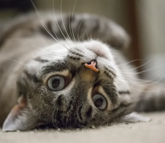 Cat Rolls Over? Vet Explains the Exposed Belly & Tummy Rub Mystery Relaxed cat lying on its back showing its fluffy belly, looking trusting and content