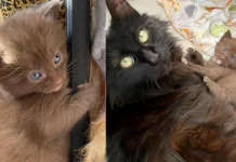The Sweetest Rescue: Meet the “Candy Bar” Kittens and Their Devoted Mom, Mars