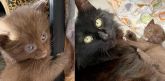 The Sweetest Rescue: Meet the “Candy Bar” Kittens and Their Devoted Mom, Mars