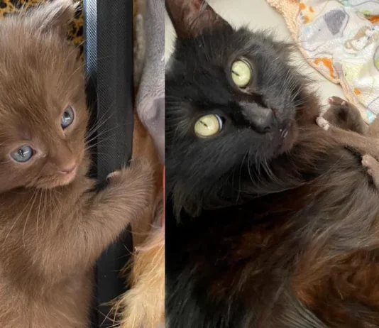The Sweetest Rescue: Meet the “Candy Bar” Kittens and Their Devoted Mom, Mars