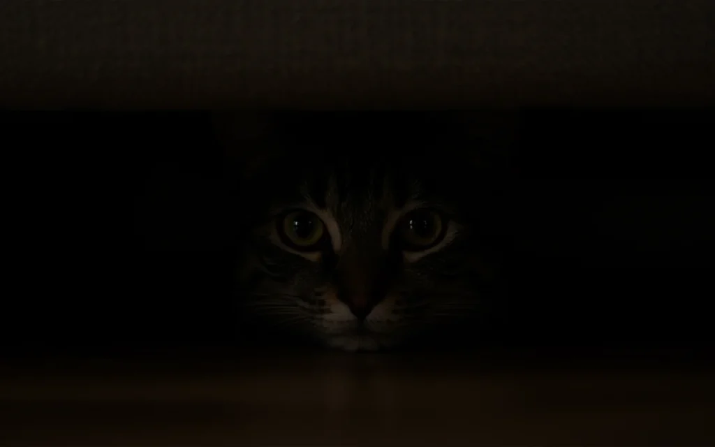The bright, focused eyes of a cat looking out from the dark space underneath a piece of furniture