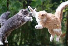 When Fur Flies: Why Your Cats Fight & Vet-Approved Ways to Make Peace