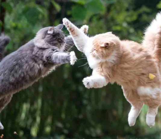 When Fur Flies: Why Your Cats Fight & Vet-Approved Ways to Make Peace